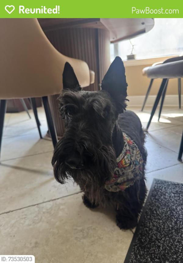 Reunited Male Dog last seen Glen loch going south, The Woodlands, TX 77381