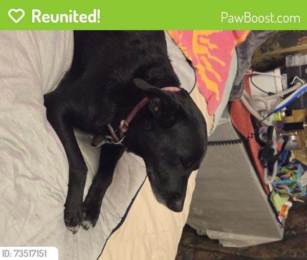 Reunited Female Dog last seen Texas Ave/9th Street, Shallowater, TX 79363