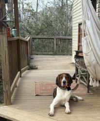 Lost Male Dog last seen Big laurel, Big Laurel, NC 28713