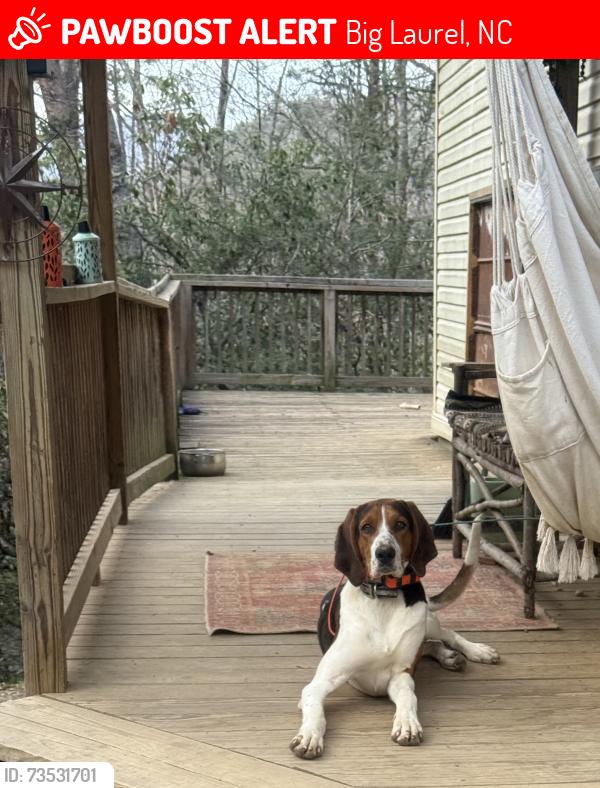 Lost Male Dog last seen Big laurel, Big Laurel, NC 28713