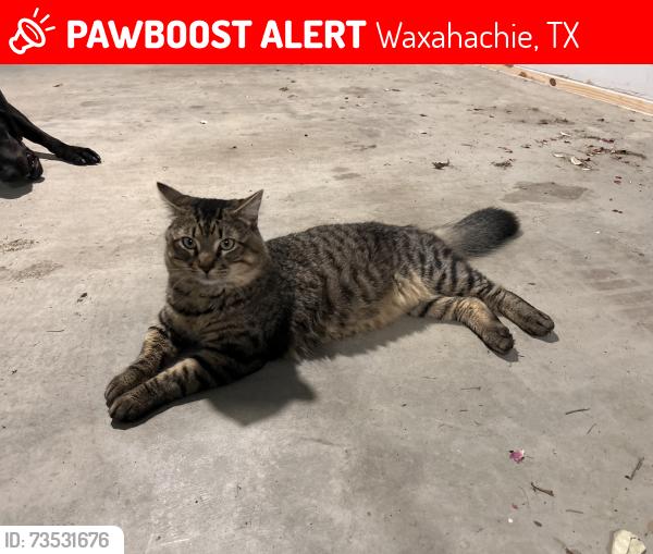 Lost Male Cat last seen Ferris and Valero gas station, Waxahachie, TX 75165