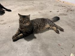 Lost Male Cat last seen Ferris and Valero gas station, Waxahachie, TX 75165