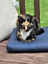 Reunited Female Cat last seen 123rd Ave and Buchanan St, Blaine, MN 55434