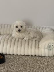 Reunited Male Dog last seen Near Fawcett drive, champions park, Houston, TX 77069