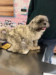 Found/Stray Male Dog last seen Near way stop, Pasco, WA 99301