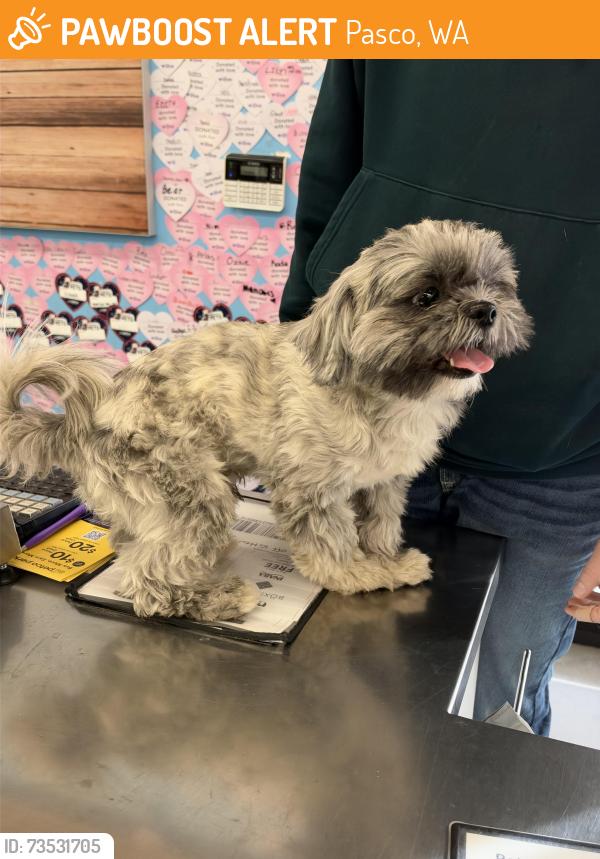 Found/Stray Male Dog last seen Near way stop, Pasco, WA 99301