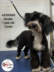 Shelter Stray Female Dog last seen , 3201 Lacy St, Los Angeles, CA 90031, USA