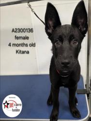 Shelter Stray Female Dog last seen , 3201 Lacy St, Los Angeles, CA 90031, USA