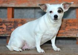 Shelter Stray Female Dog last seen Near BLOCK W PARKWAY BLVD, WEST VALLEY CITY UT 84128, 4522 W 3500 S, West Valley City, UT 84120, USA
