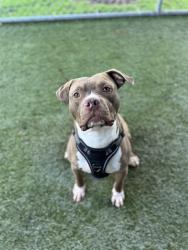 Shelter Stray Male Dog last seen Near BLOCK SE 23RD AVE, 3599 NW 79th Ave, Doral, FL 33122, USA