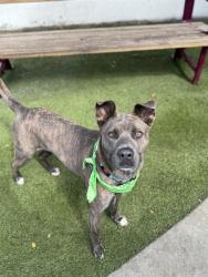 Shelter Stray Female Dog last seen Near BLOCK NW 81ST ST, 3599 NW 79th Ave, Doral, FL 33122, USA