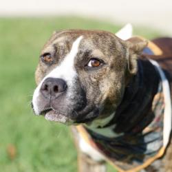 Shelter Stray Male Dog last seen Near BLOCK MUSKET, 4710 TX-151, San Antonio, TX 78227, USA