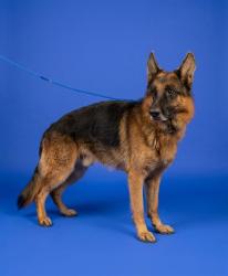 Shelter Stray Male Dog last seen Near BLOCK E LUCY ST, 3599 NW 79th Ave, Doral, FL 33122, USA