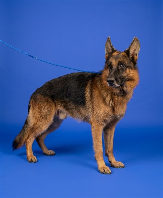Shelter Stray Male Dog last seen Near BLOCK E LUCY ST, 3599 NW 79th Ave, Doral, FL 33122, USA