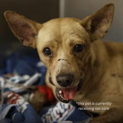 Shelter Stray Male Dog last seen CASTROVILLE, 4710 TX-151, San Antonio, TX 78227, USA