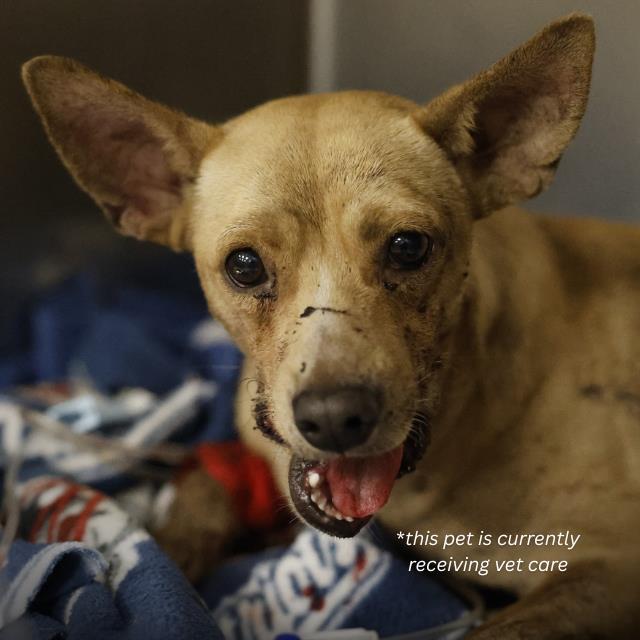 Shelter Stray Male Dog last seen CASTROVILLE, 4710 TX-151, San Antonio, TX 78227, USA