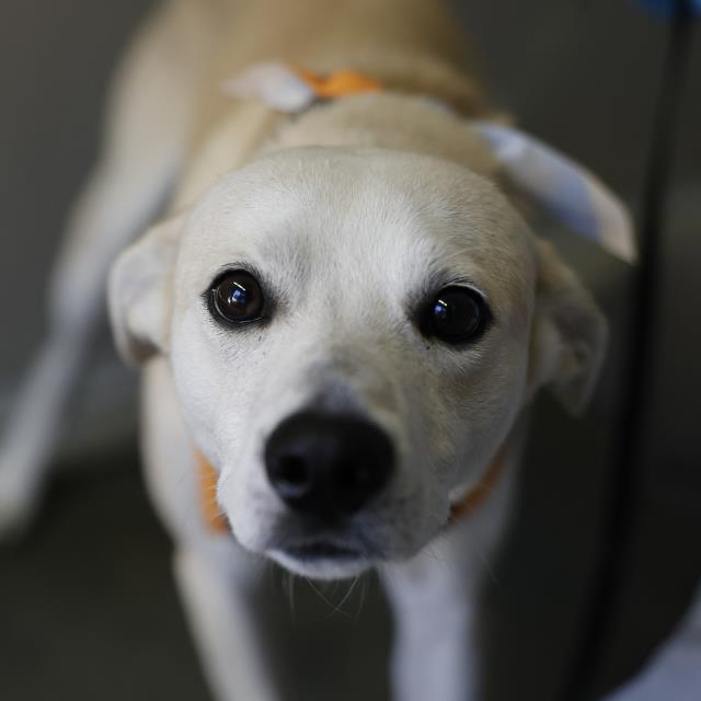 Shelter Stray Male Dog last seen , 4710 TX-151, San Antonio, TX 78227, USA