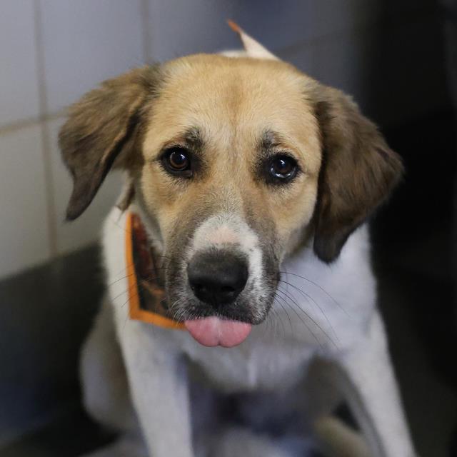 Shelter Stray Female Dog last seen FROST BANK CENTER, 4710 TX-151, San Antonio, TX 78227, USA