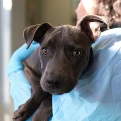 Shelter Stray Male Dog last seen Near BLOCK SW MILITARY, 4710 TX-151, San Antonio, TX 78227, USA
