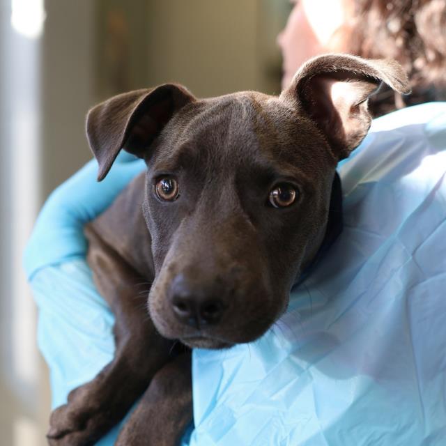 Shelter Stray Male Dog last seen Near BLOCK SW MILITARY, 4710 TX-151, San Antonio, TX 78227, USA