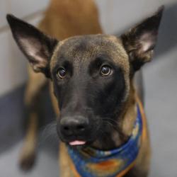 Shelter Stray Male Dog last seen Near BLOCK OF REEFRIDGE, 4710 TX-151, San Antonio, TX 78227, USA