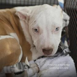 Shelter Stray Female Dog last seen Near BLOCK SIERRA, 4710 TX-151, San Antonio, TX 78227, USA