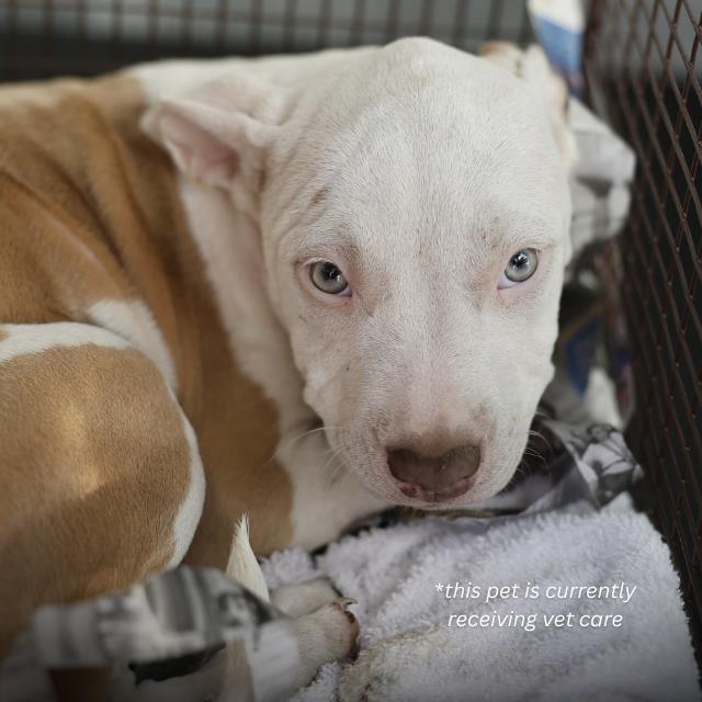 Shelter Stray Female Dog last seen Near BLOCK SIERRA, 4710 TX-151, San Antonio, TX 78227, USA