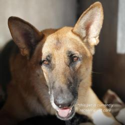 Shelter Stray Male Dog last seen Near BLOCK PENNYSTONE, 4710 TX-151, San Antonio, TX 78227, USA
