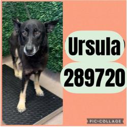 Shelter Stray Female Dog last seen BENNELL AVE, 4214 Fulton Mill Rd, Macon, GA 31216, USA