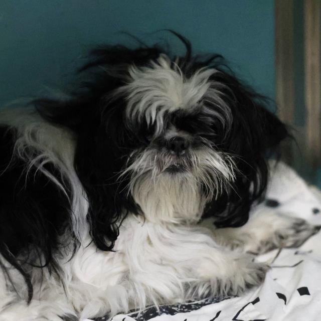 Shelter Stray Female Dog last seen Near BLOCK STARCREST, 4710 TX-151, San Antonio, TX 78227, USA