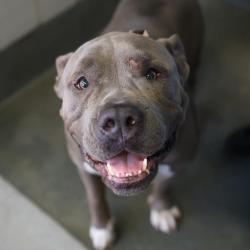 Shelter Stray Male Dog last seen Near BLOCK STEVES, 4710 TX-151, San Antonio, TX 78227, USA
