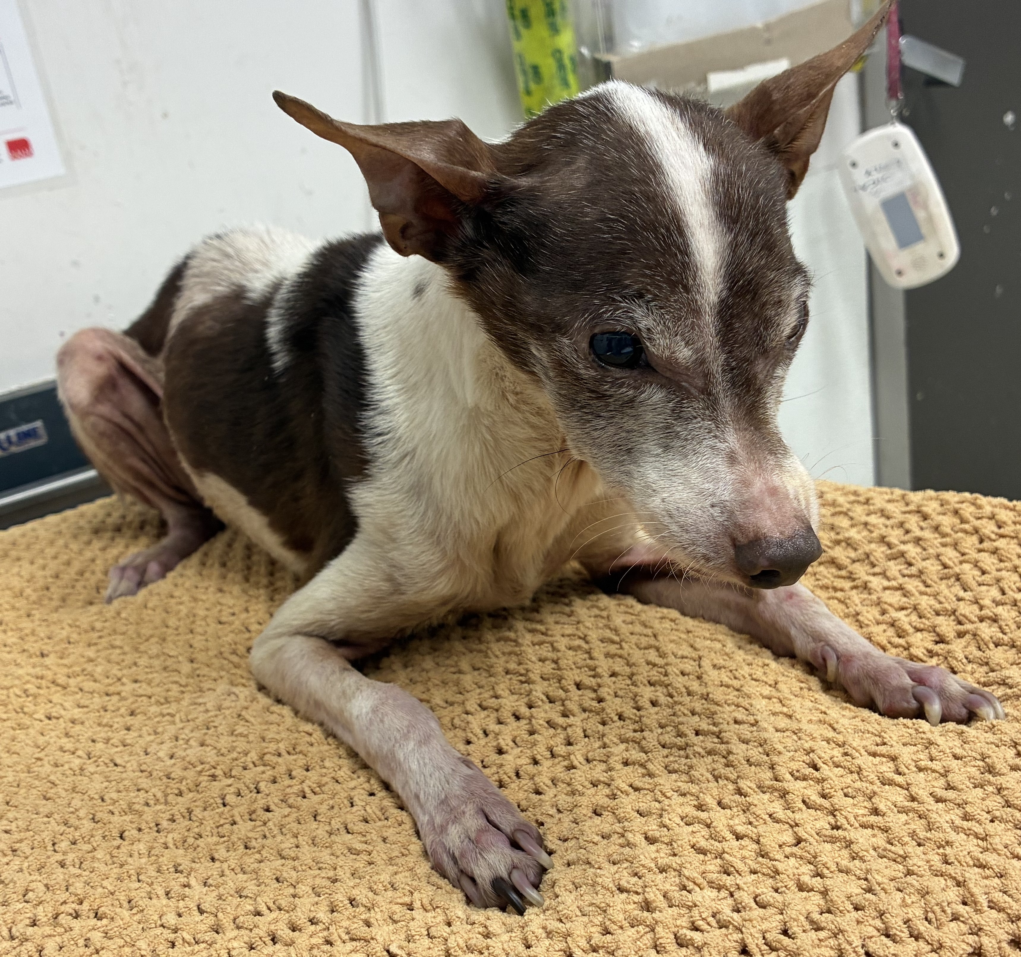 Shelter Stray Male Dog last seen , 11361 W Pico Blvd, Los Angeles, CA 90064, USA
