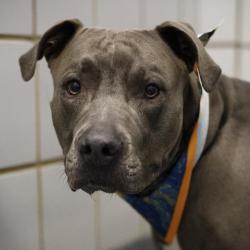 Shelter Stray Male Dog last seen Near BLOCK NACOGDOCHES RD, 4710 TX-151, San Antonio, TX 78227, USA