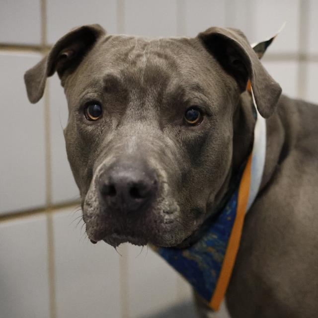 Shelter Stray Male Dog last seen Near BLOCK NACOGDOCHES RD, 4710 TX-151, San Antonio, TX 78227, USA