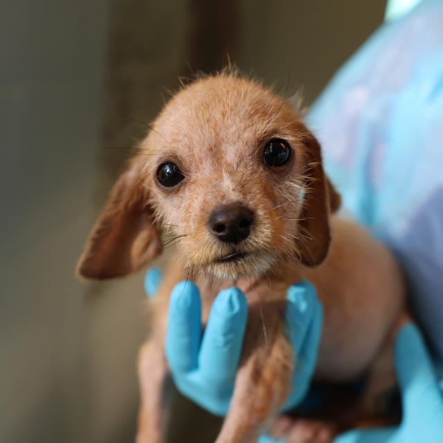 Shelter Stray Male Dog last seen Near BLOCK TERRELL, 4710 TX-151, San Antonio, TX 78227, USA