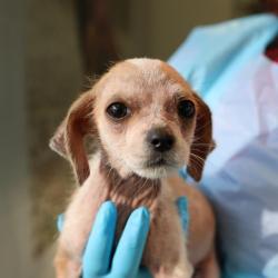 Shelter Stray Female Dog last seen Near BLOCK TERRELL, 4710 TX-151, San Antonio, TX 78227, USA