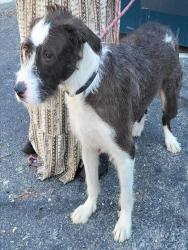 Shelter Stray Female Dog last seen Near BLOCK CINNAMON CREEK, 4710 TX-151, San Antonio, TX 78227, USA