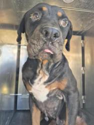 Shelter Stray Male Dog last seen Near BLOCK PRECIOUS, 4710 TX-151, San Antonio, TX 78227, USA