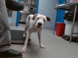 Shelter Stray Male Dog last seen BLAKE/COORS, 11800 Sunset Gardens Rd SW, Albuquerque, NM 87121, USA