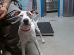 Shelter Stray Female Dog last seen BLAKE/COORS, 11800 Sunset Gardens Rd SW, Albuquerque, NM 87121, USA