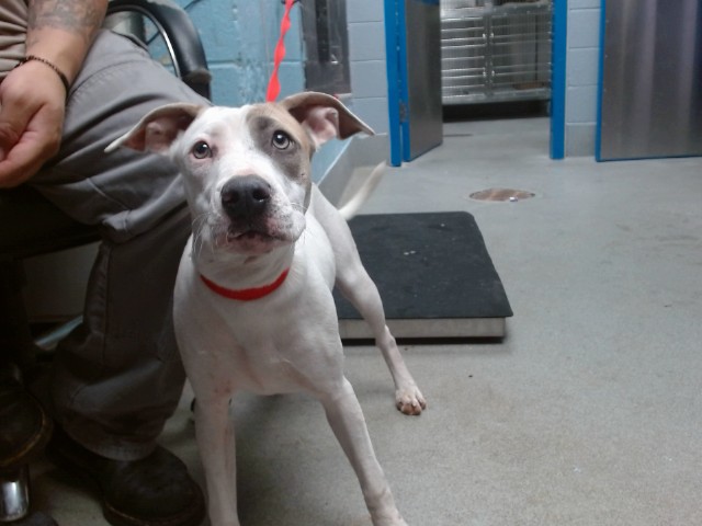 Shelter Stray Female Dog last seen BLAKE/COORS, 11800 Sunset Gardens Rd SW, Albuquerque, NM 87121, USA