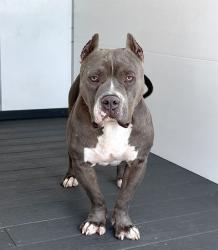 Shelter Stray Male Dog last seen Near BLOCK W WEST COAST BLVD, 333 Chandler Pl, San Bernardino, CA 92408, USA