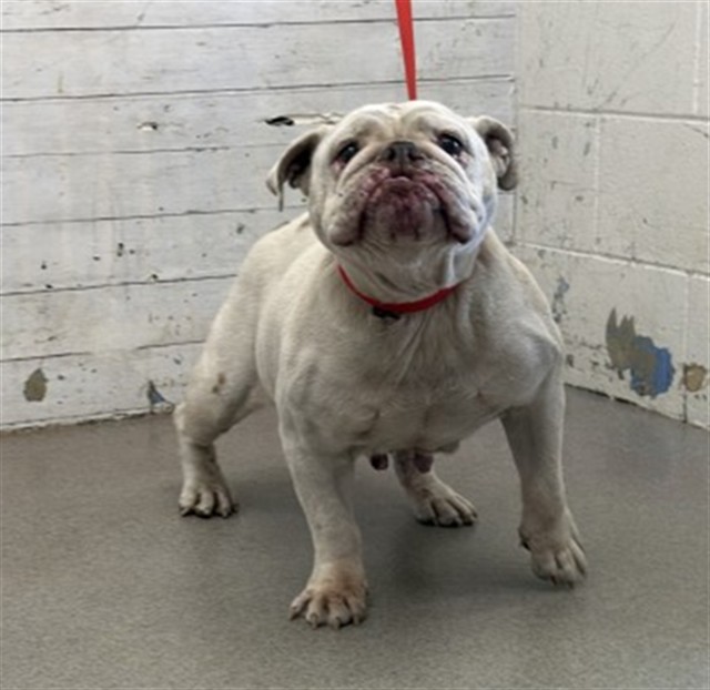 Shelter Stray Female Dog last seen Near BLOCK ARROW, 333 Chandler Pl, San Bernardino, CA 92408, USA