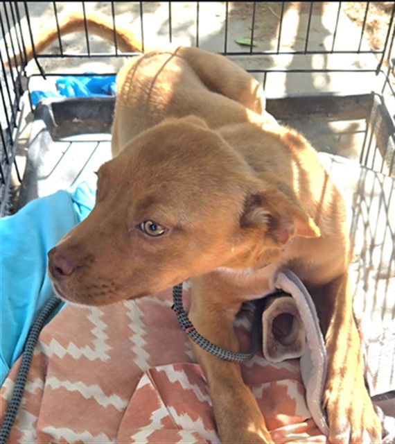 Shelter Stray Female Dog last seen Near BLOCK KELSO CREEK RD WELDON CA 93283, 3951 Fruitvale Ave, Bakersfield, CA 93308, USA