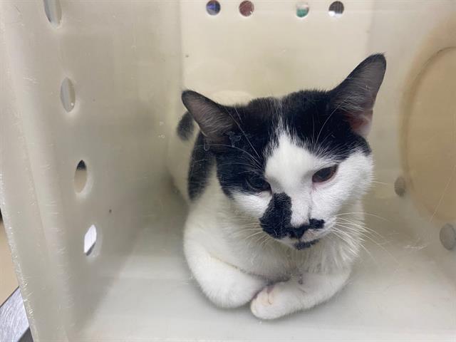 Shelter Stray Male Cat last seen Near BLOCK E BELLEVIEW PL, 3839 W Burnham St, West Milwaukee, WI 53215, USA