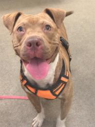 Shelter Stray Female Dog last seen LAKE SHORE BLVD, 2020 Forest St, Jacksonville, FL 32204, USA