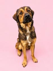 Shelter Stray Female Dog last seen Near BLOCK STARWOOD, 2020 Forest St, Jacksonville, FL 32204, USA