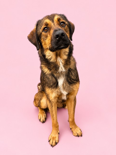 Shelter Stray Female Dog last seen Near BLOCK STARWOOD, 2020 Forest St, Jacksonville, FL 32204, USA