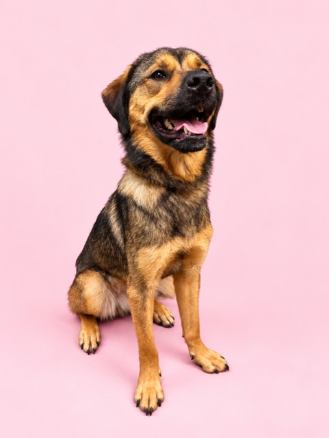 Shelter Stray Female Dog last seen Near BLOCK STARWOOD, 2020 Forest St, Jacksonville, FL 32204, USA