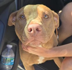 Shelter Stray Male Dog last seen SW 8TH ST & SW 12TH AVE, HALLANDALE BEACH, FLORIDA, 2400 SW 42nd St, Fort Lauderdale, FL 33312, USA